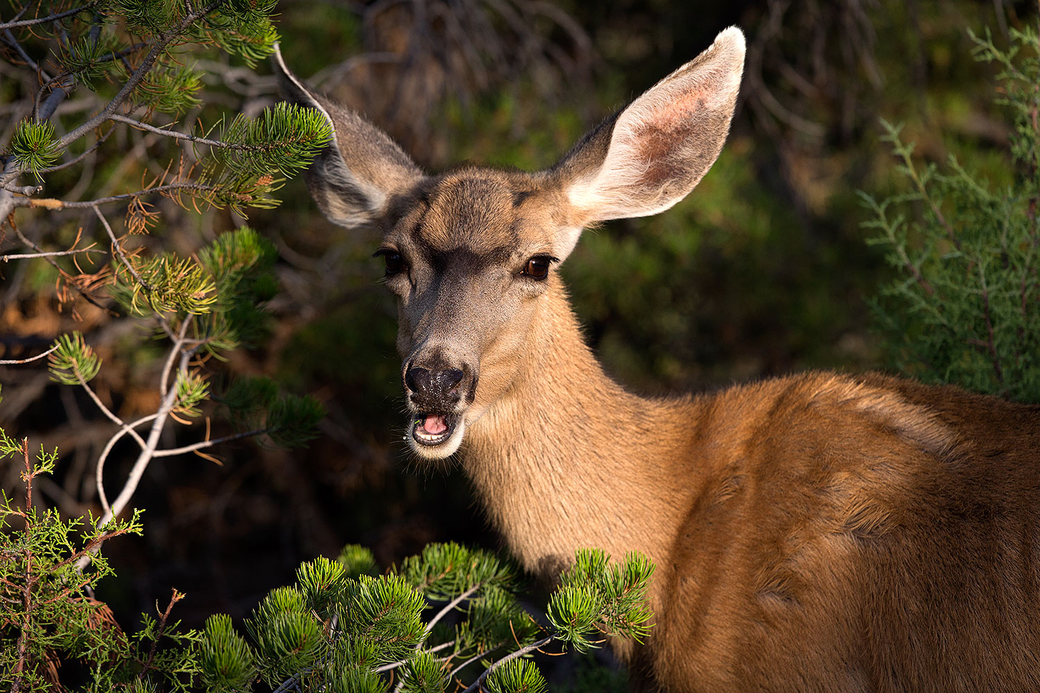 2014-08-30-gc-deer-1dx_0444