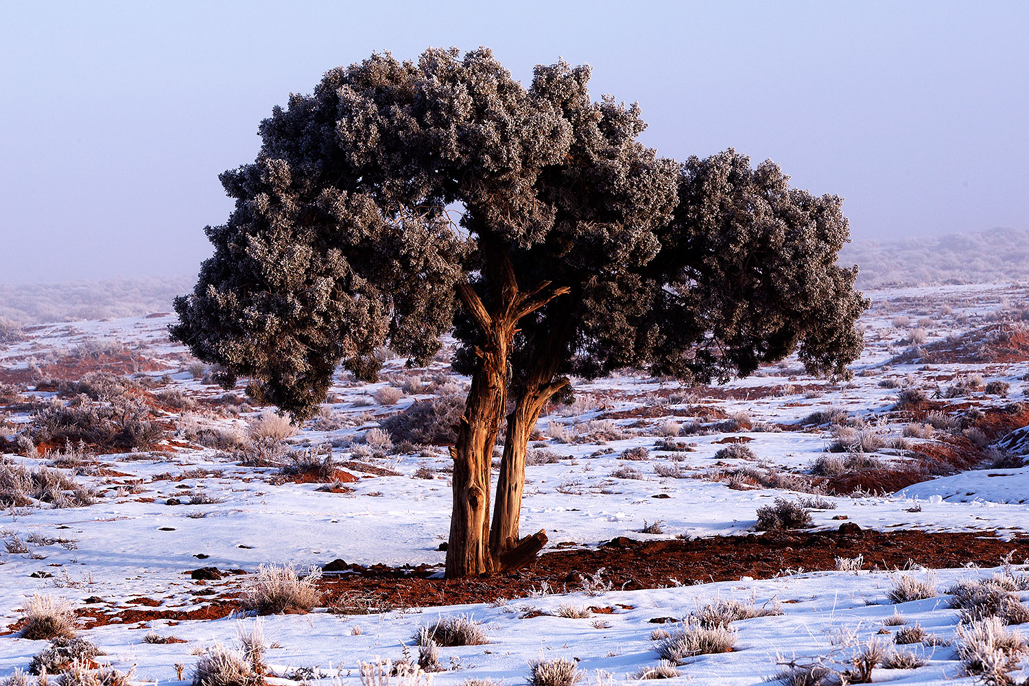 2015-01-09-monvalley-tree-1dx_1020