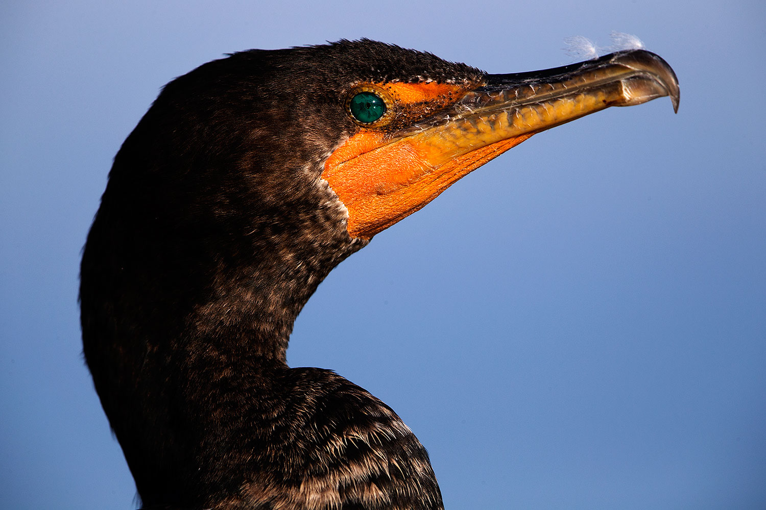 2015-01-19-lajolla-cormorants-1dx_3258