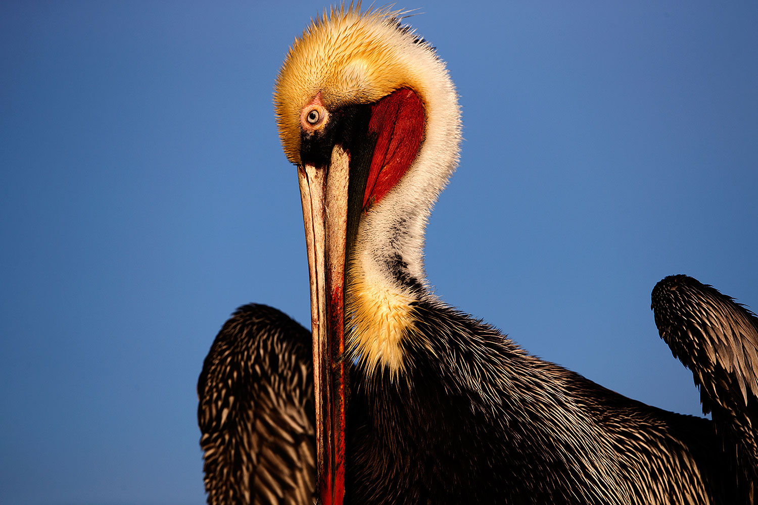2015-01-19-lajolla-pelicans-1dx_2499