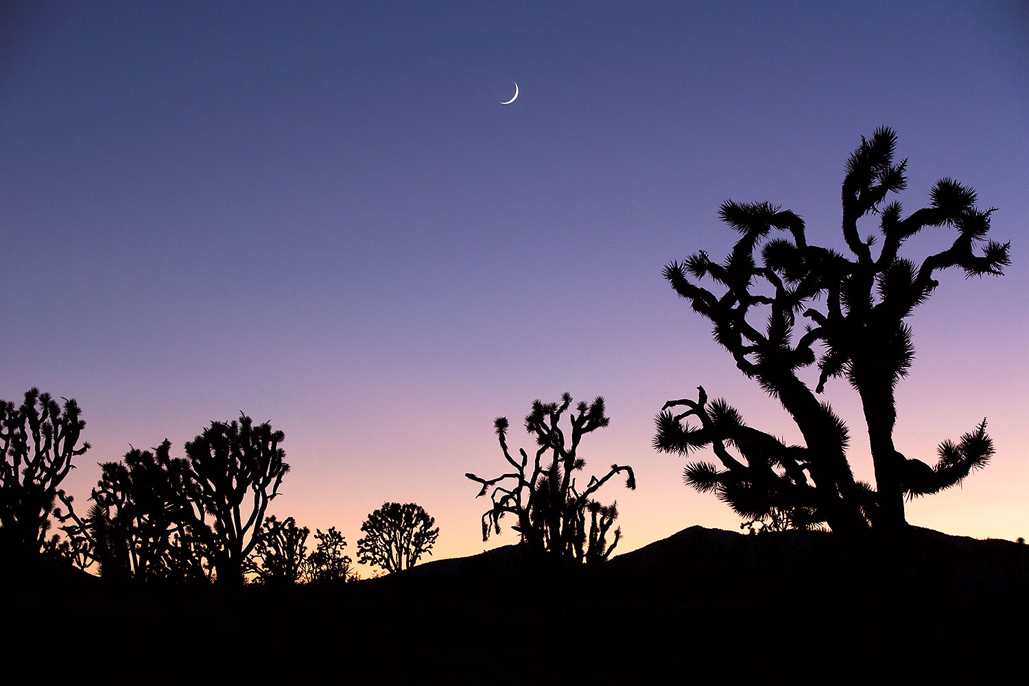 2015-06-18-joshua-highway-1dx_2383