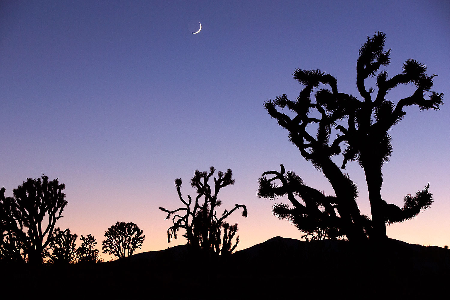 2015-06-18-joshua-highway-1dx_2389