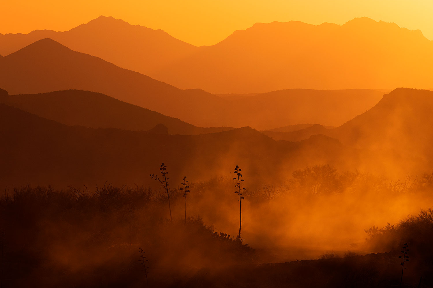 2015-07-21-supers-fish-sun-6d_5434