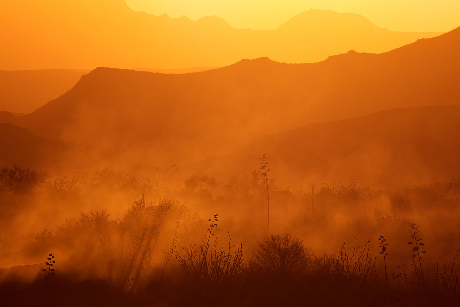 2015-07-23-supers-fish-6d_6079