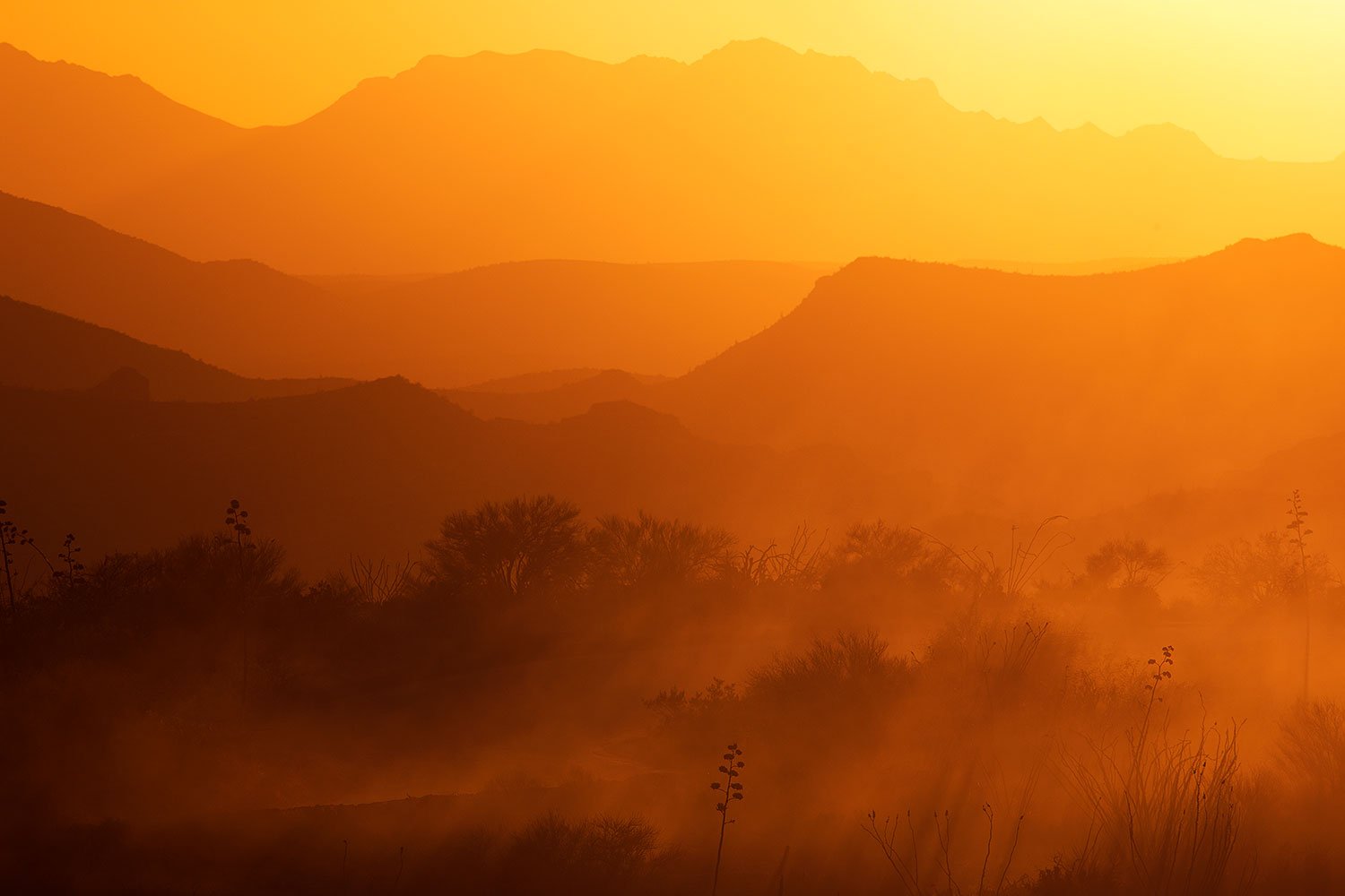 2015-07-23-supers-fish-6d_6088