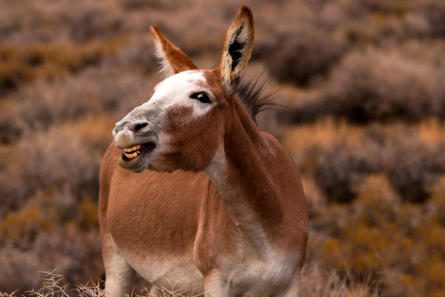2015-08-05-wildrose-donkeys-1dx_1778
