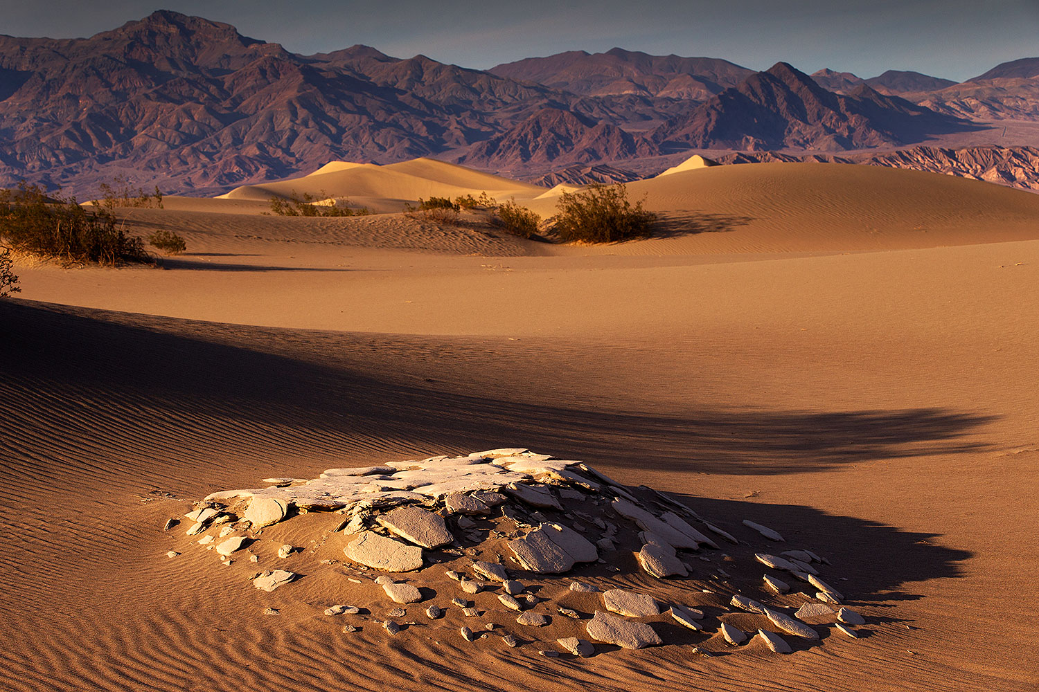 2015-08-16-dv-mesquite-1dx_3386