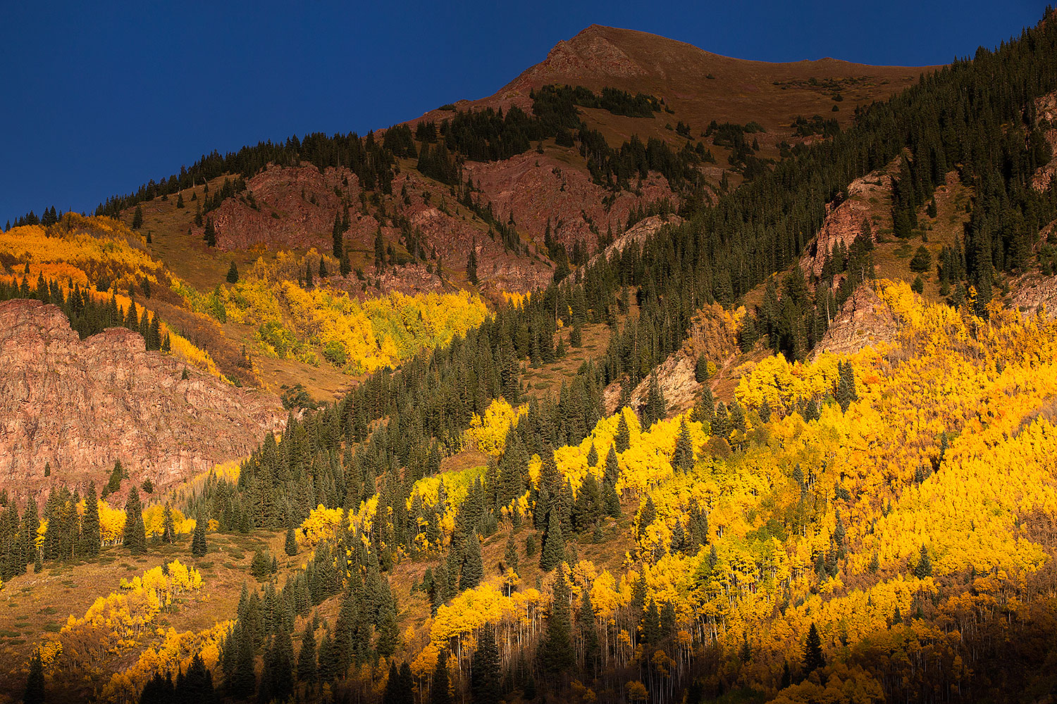 2015-09-27-maroon-trees-6d_1137