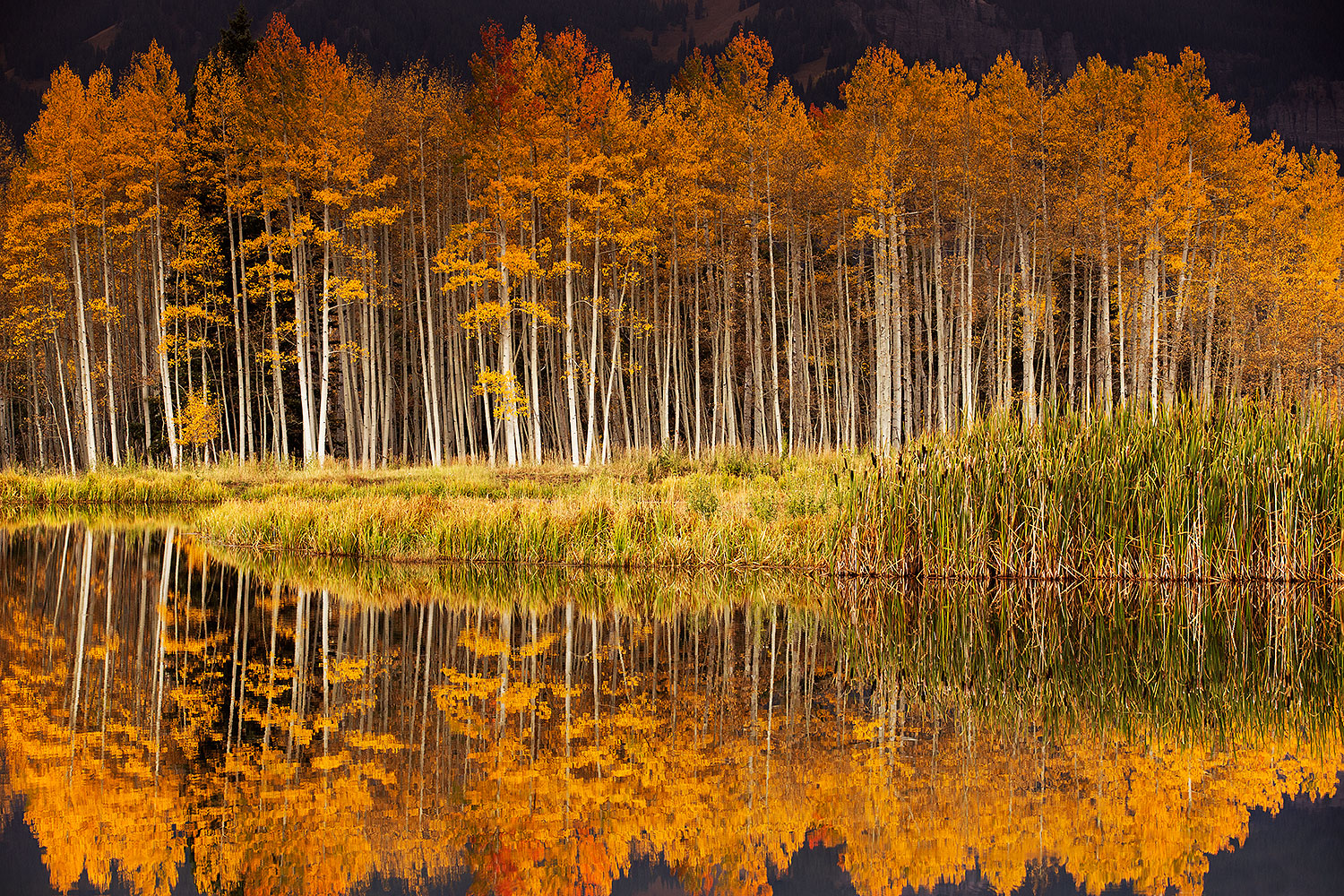 2015-10-05-clear-morn-tree-5-8-6d_2362_16b