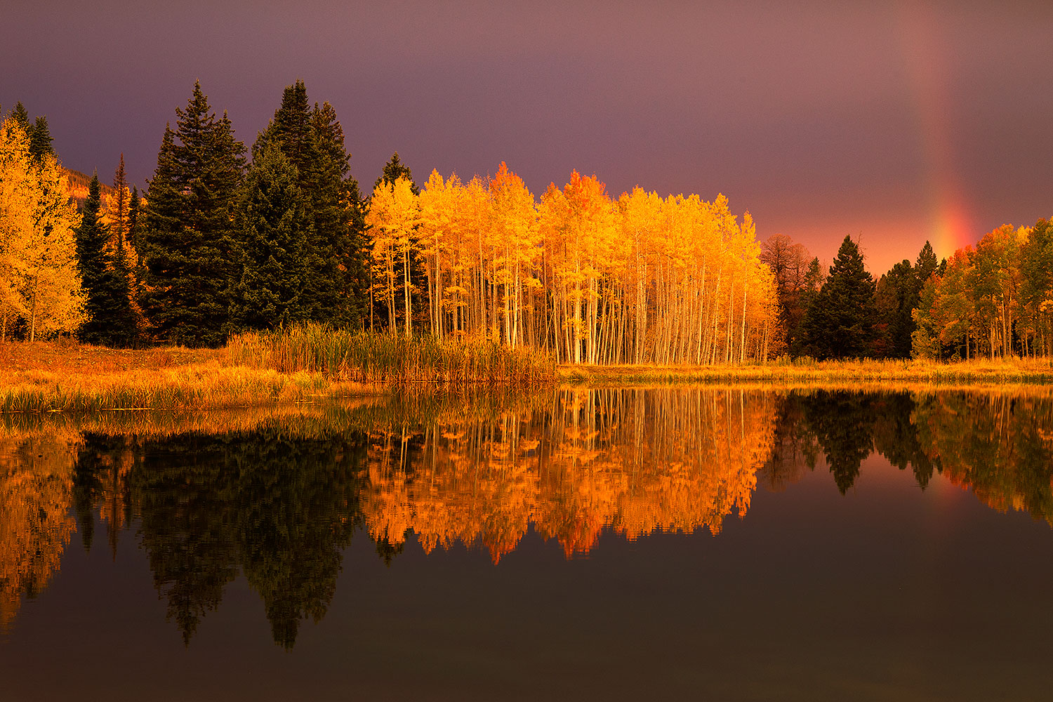 2015-10-05-clear-morn-trees-6d_2296