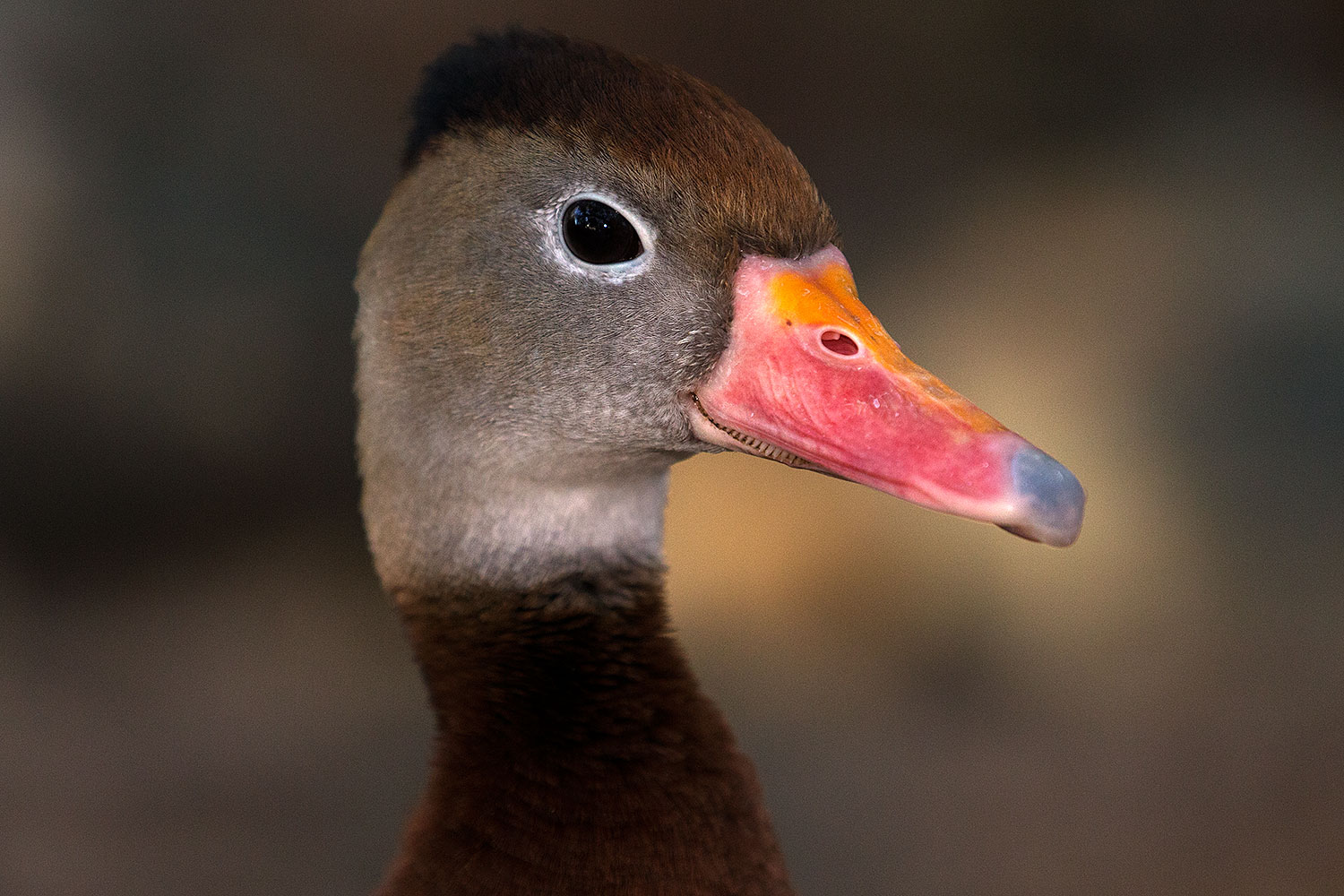 2015-11-29-tucson-duck-1dx_00263