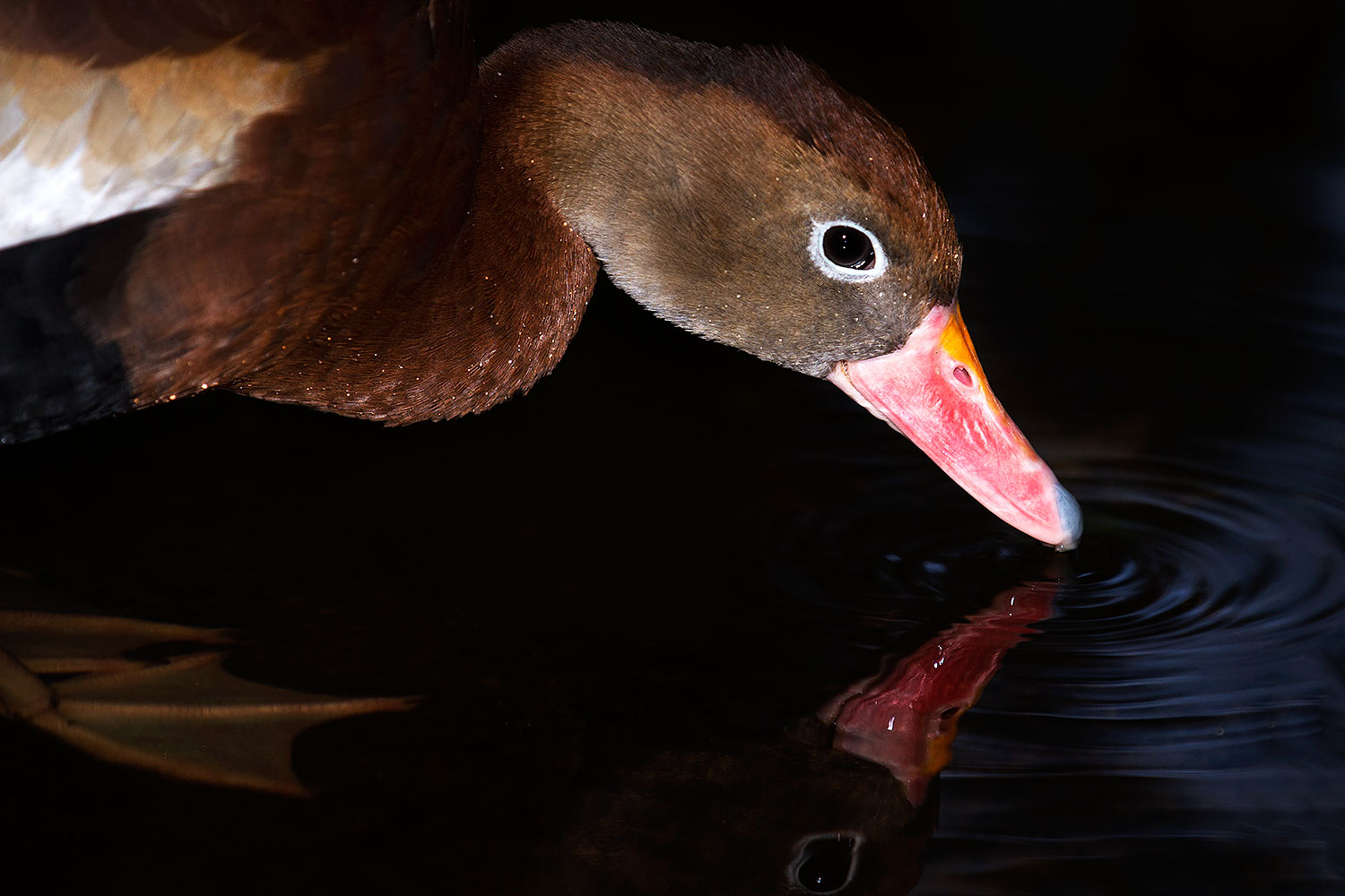 2015-12-07-tucson-ducks-1dx_01250