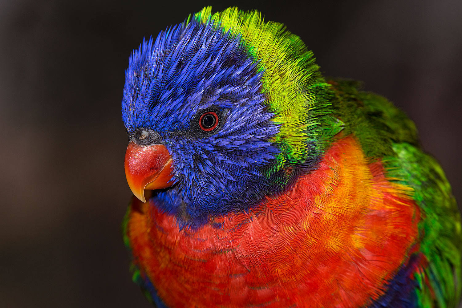 2015-12-12-tucson-lorikeets-1dx_01965