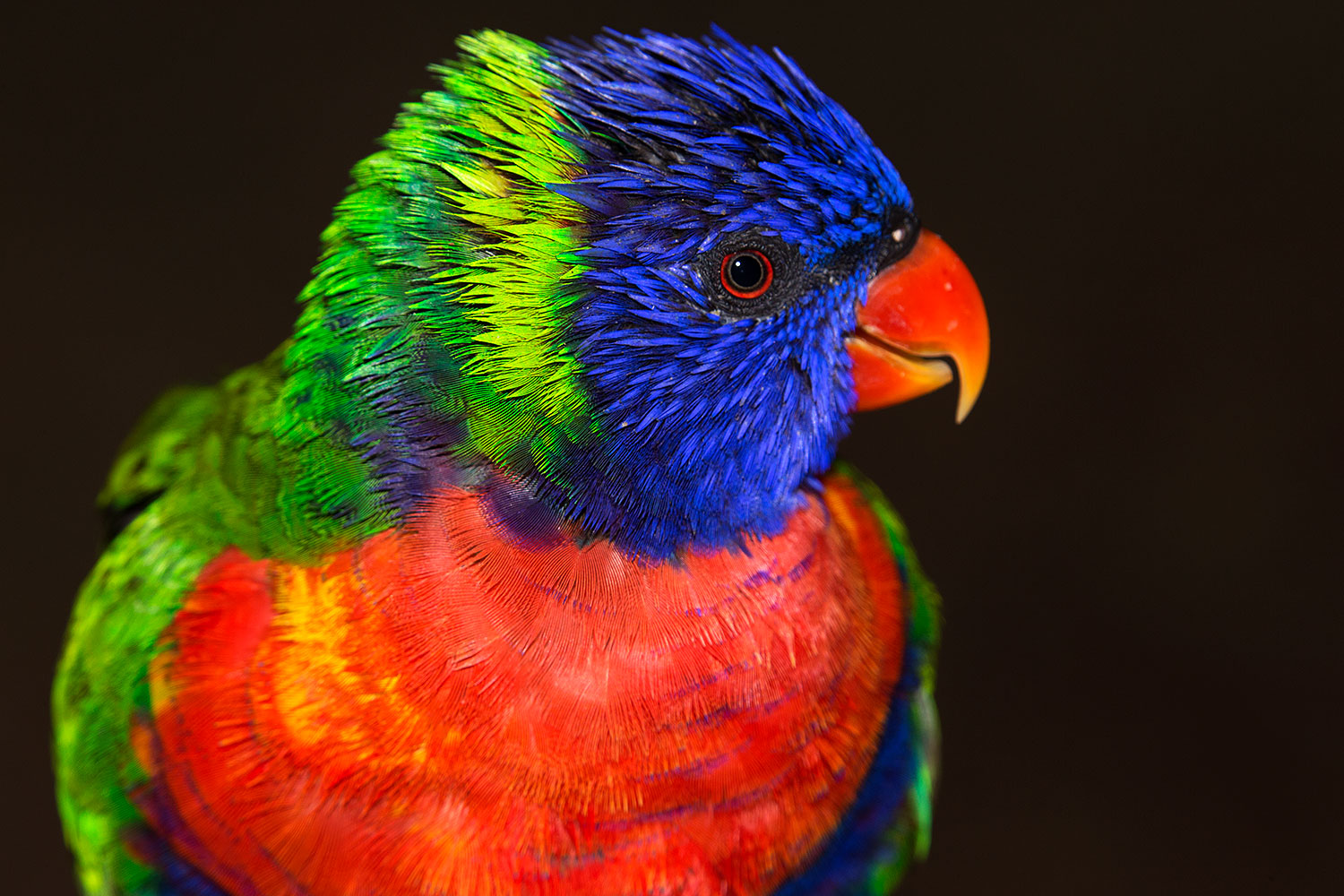 2015-12-12-tucson-lorikeets-1dx_01993