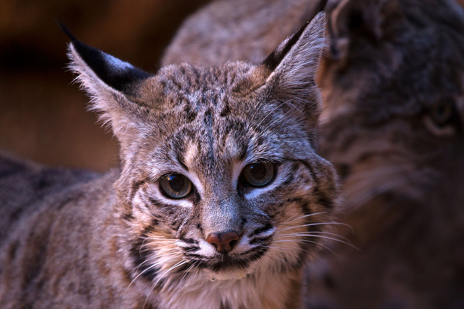 2015-12-30-tucson-bobcat-1dx_04151