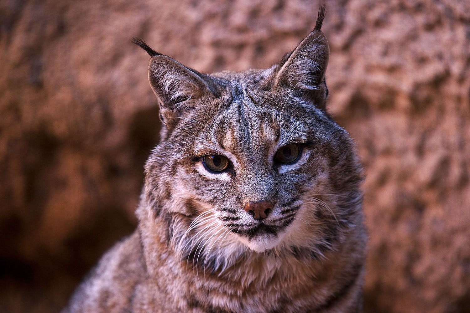 2015-12-30-tucson-bobcat-1dx_04154
