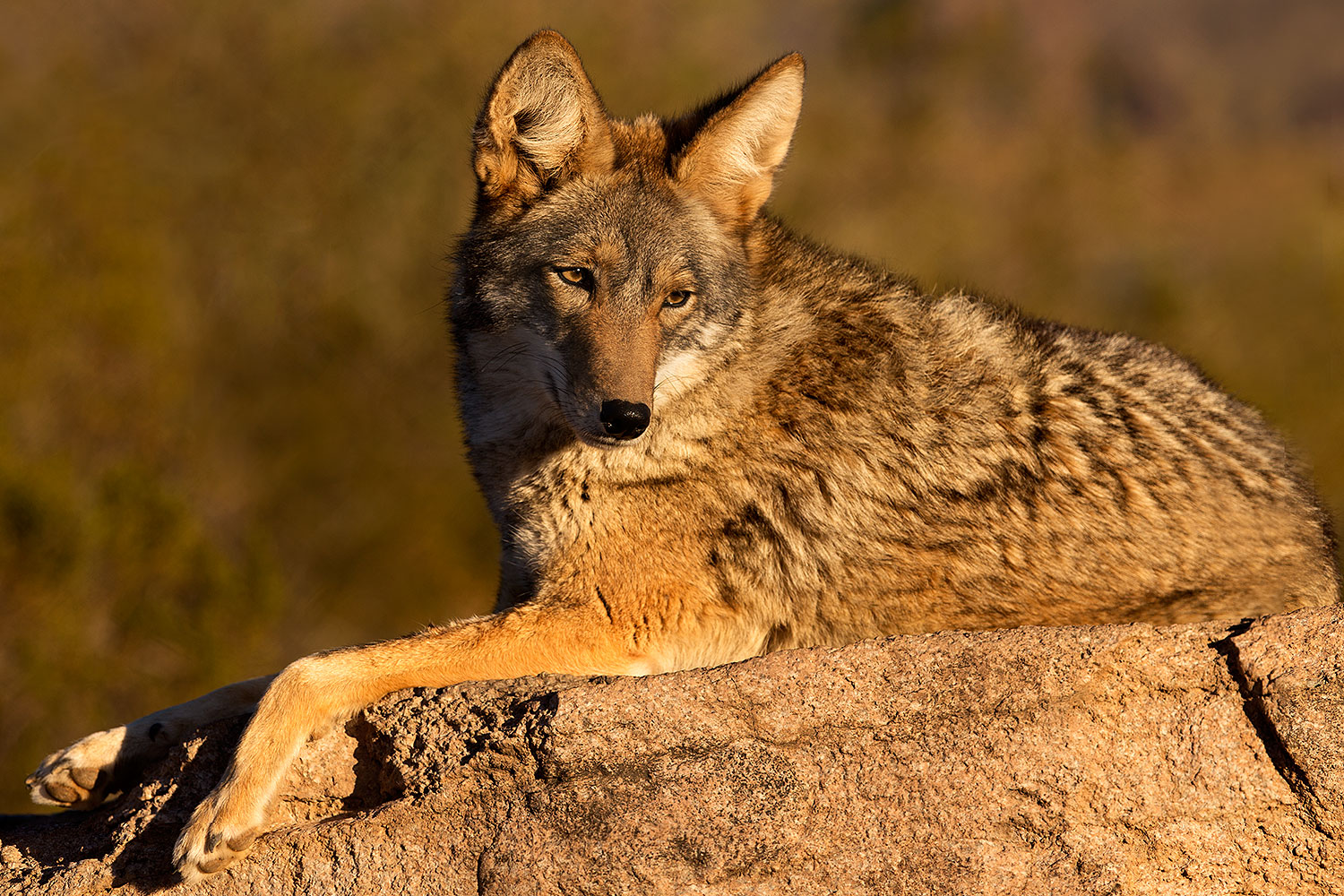 2015-12-30-tucson-coyote-80-1dx_04461