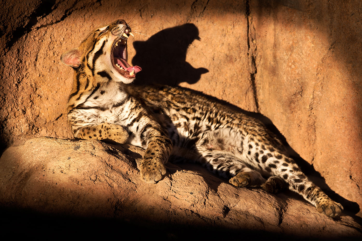 2015-12-30-tucson-ocelot-1dx_04291