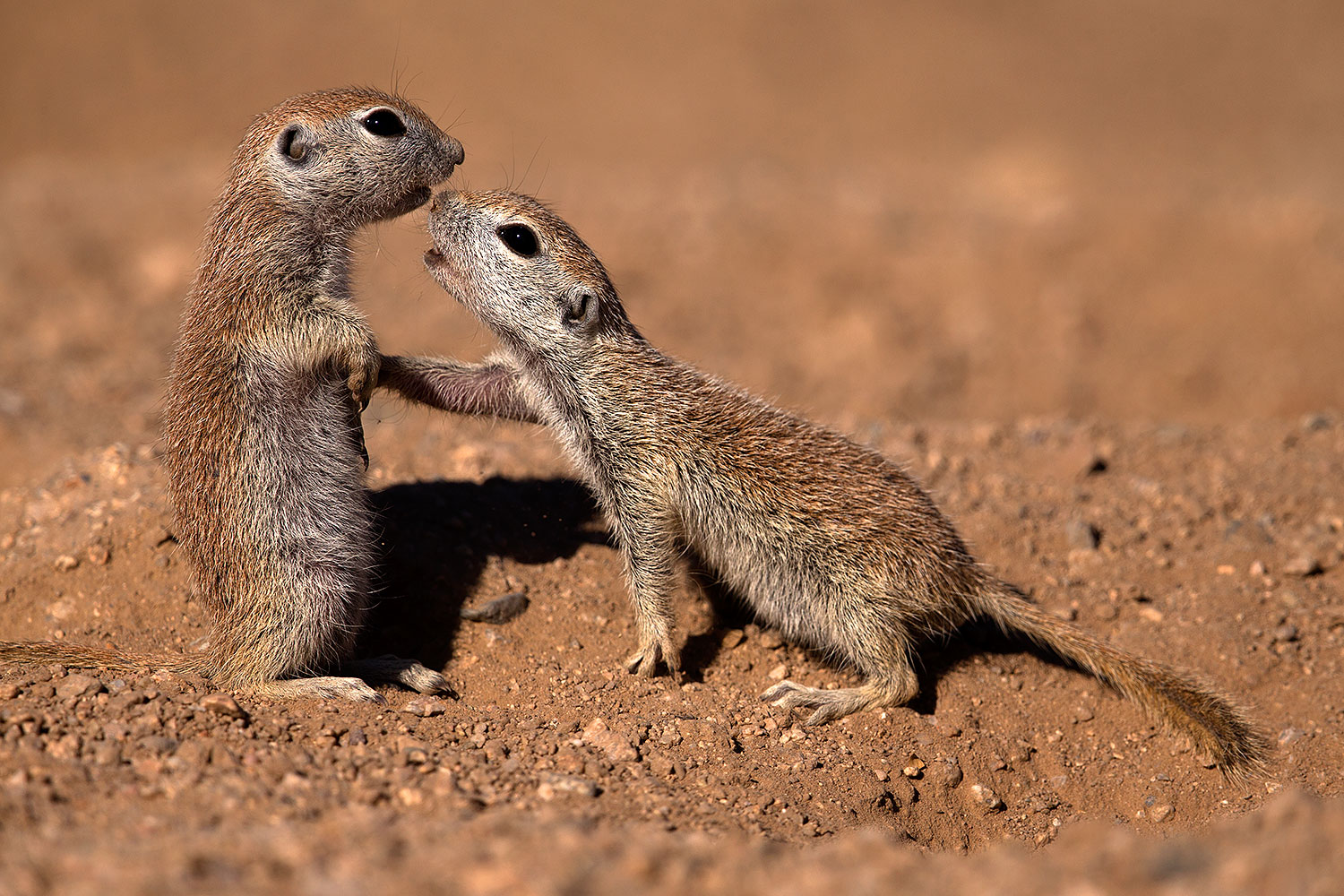 2016-05-22-tucson-creatures-1dx_16090