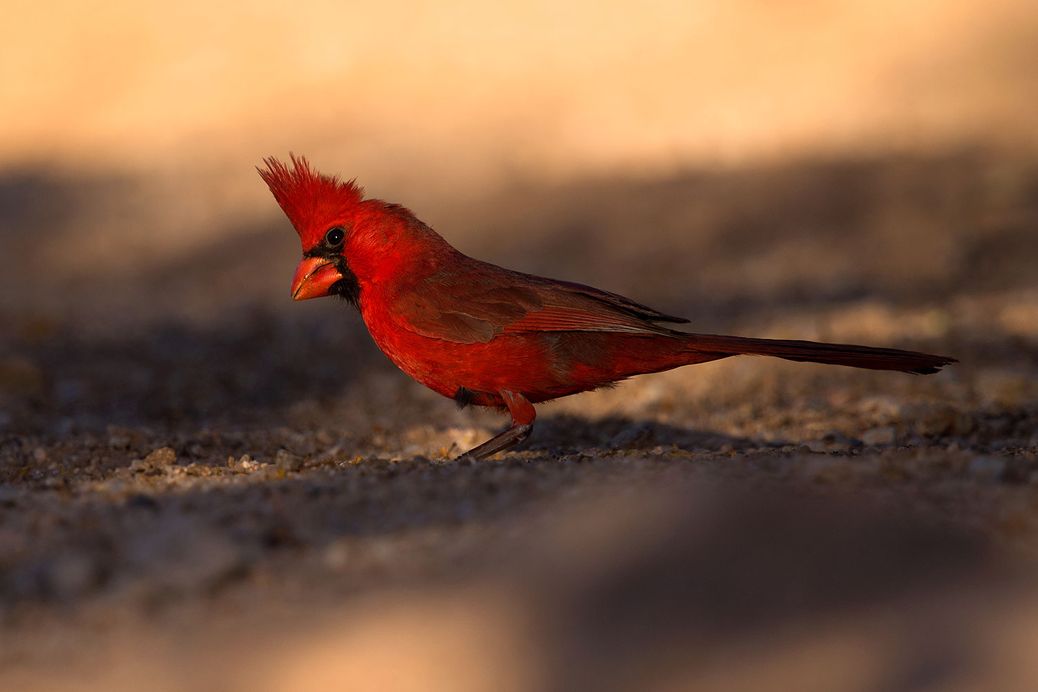 2016-05-23-tucson-cardinal-1dx_16520