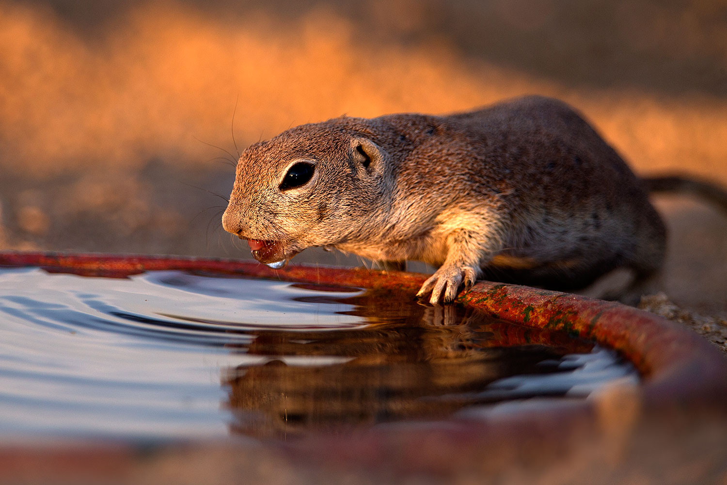 2016-06-19-creatures-reflect-1dx_20926