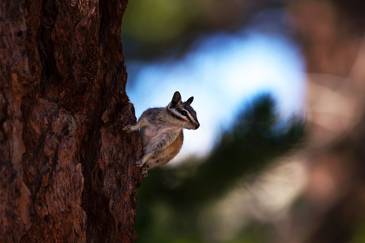 2016-07-04-rainbow-chipmunks-1dx_22573