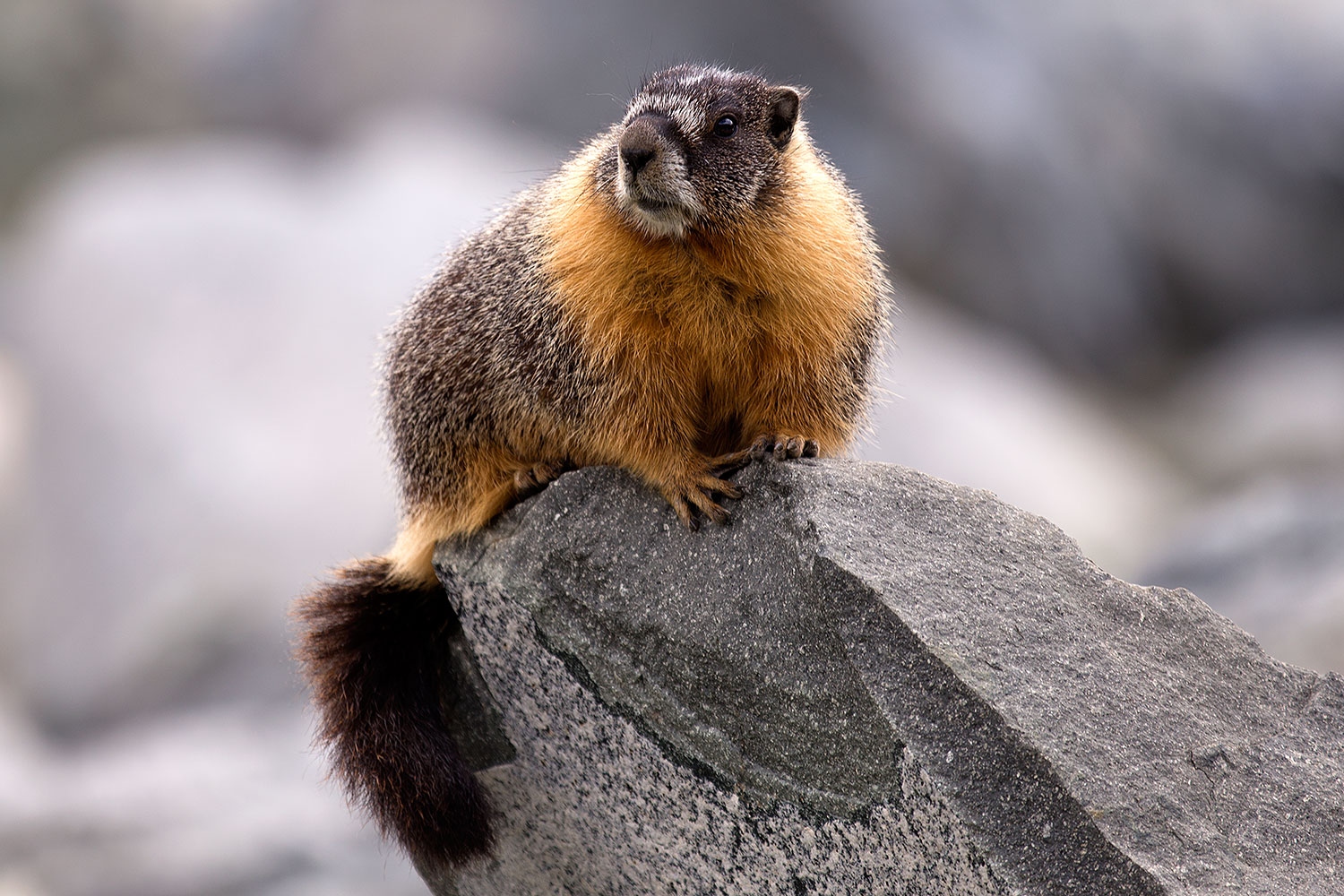 2016-09-03-sierra-marmot-6d_1320