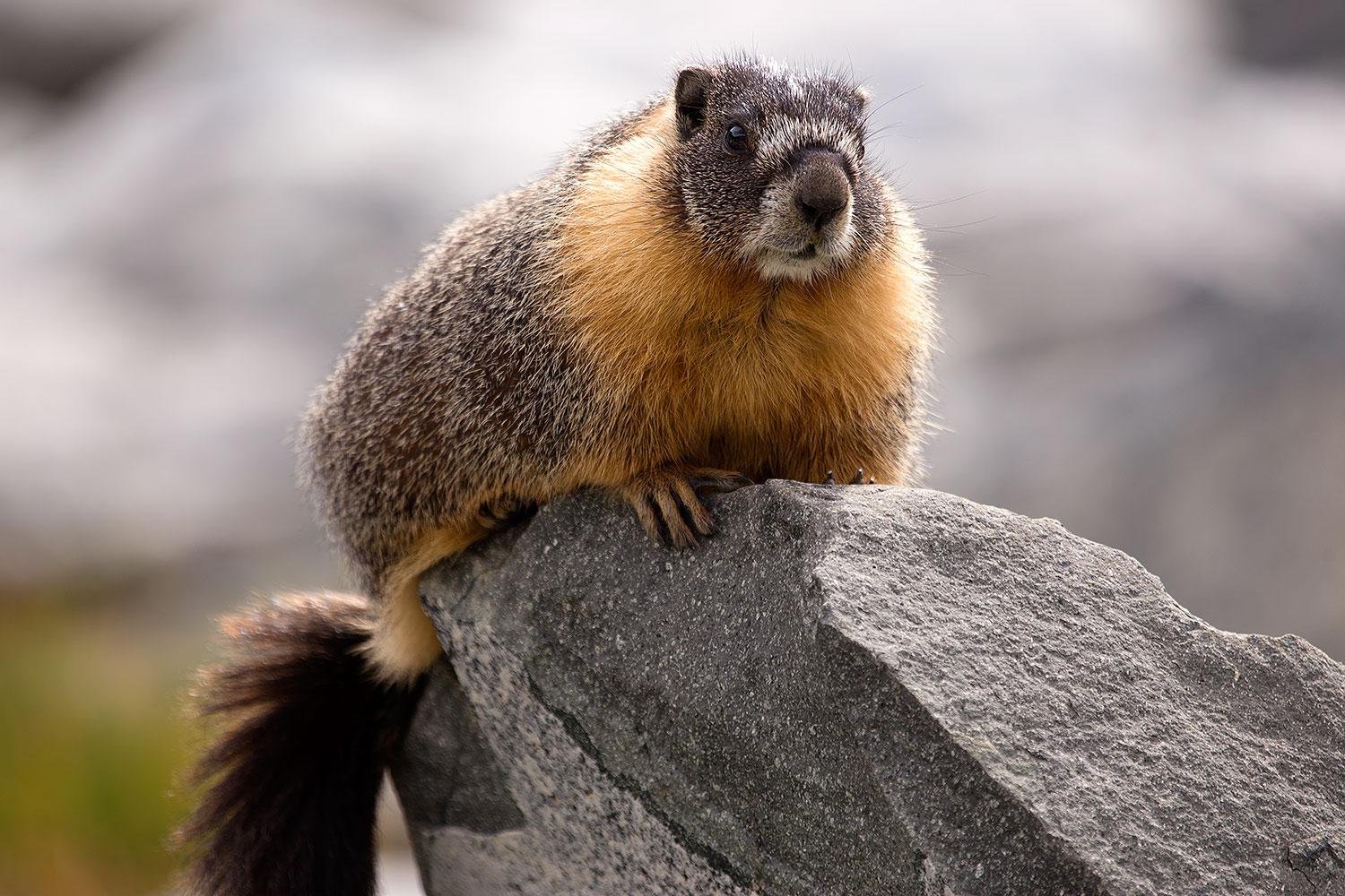 2016-09-03-sierra-marmot-6d_1347