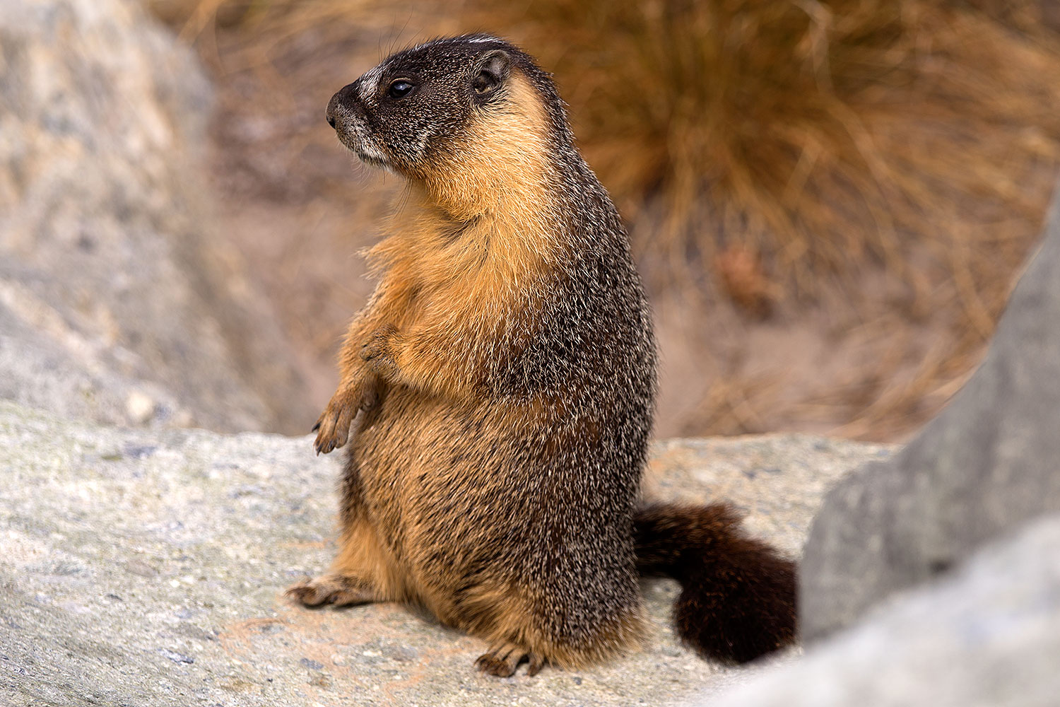 2016-09-03-sierra-marmot-6d_1530