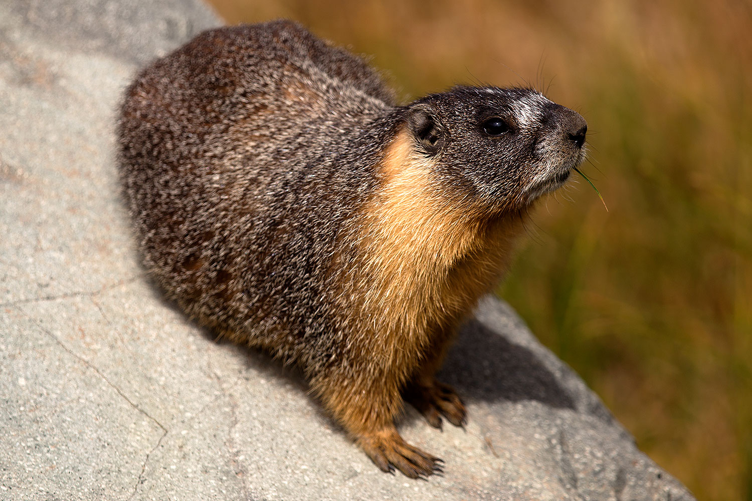 2016-09-03-sierra-marmot-6d_1536