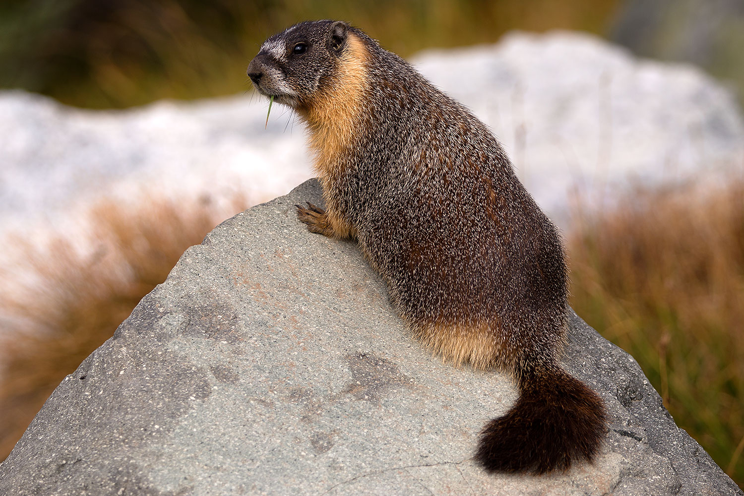 2016-09-03-sierra-marmot-6d_1552
