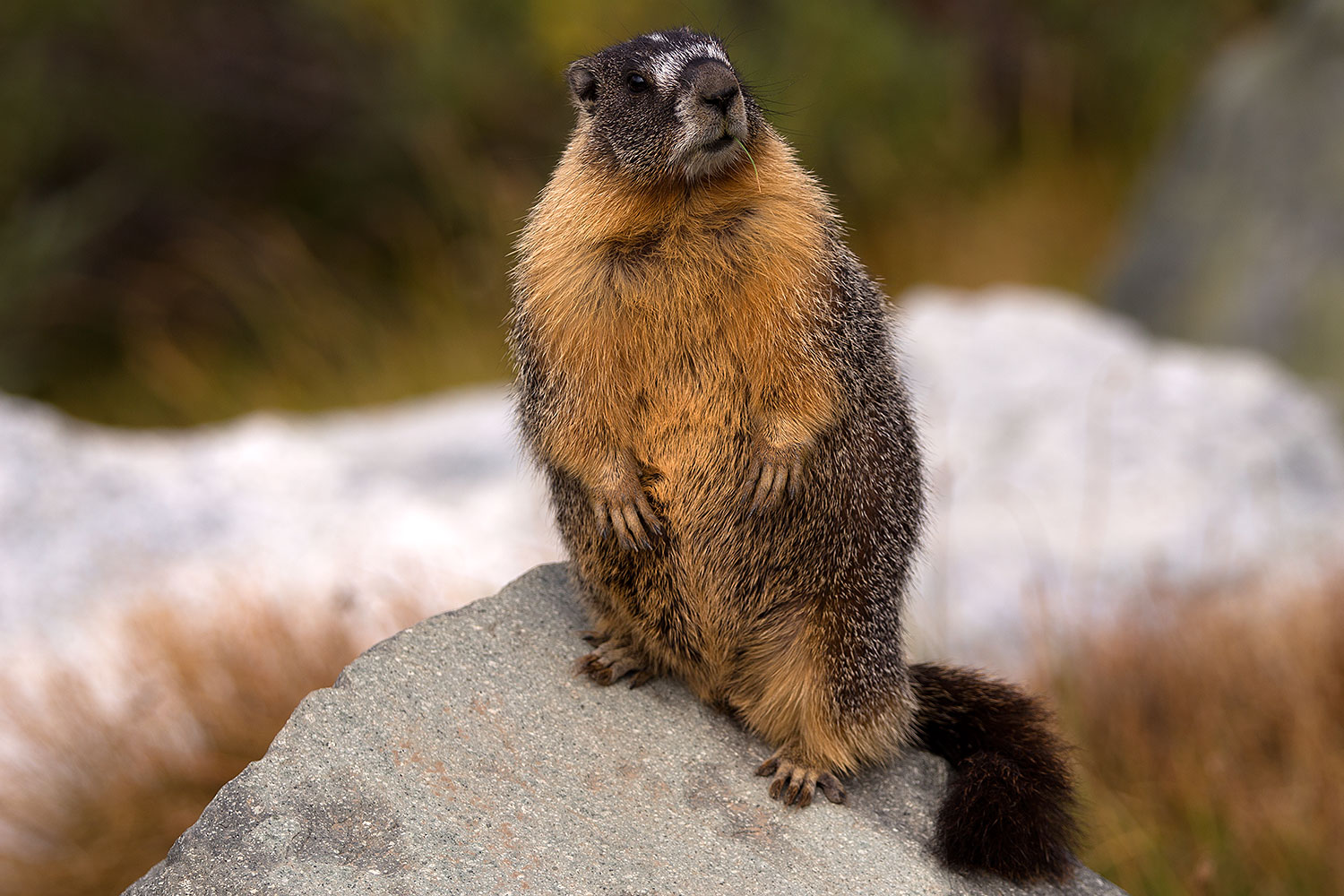 2016-09-03-sierra-marmot-6d_1555