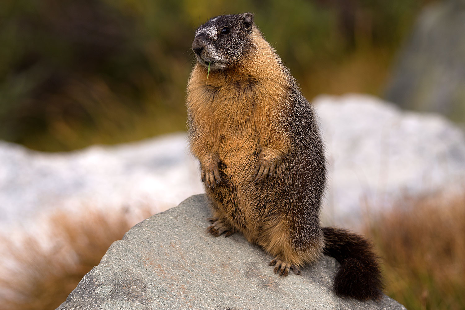 2016-09-03-sierra-marmot-6d_1559