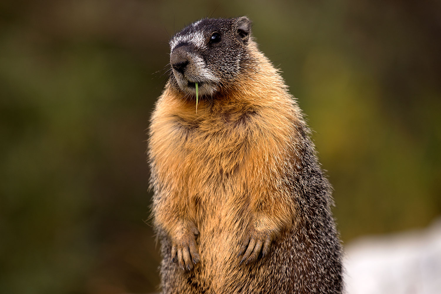 2016-09-03-sierra-marmot-6d_1574