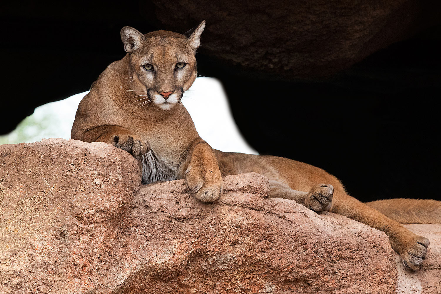 2017-01-03-desert-puma-1x2_2681