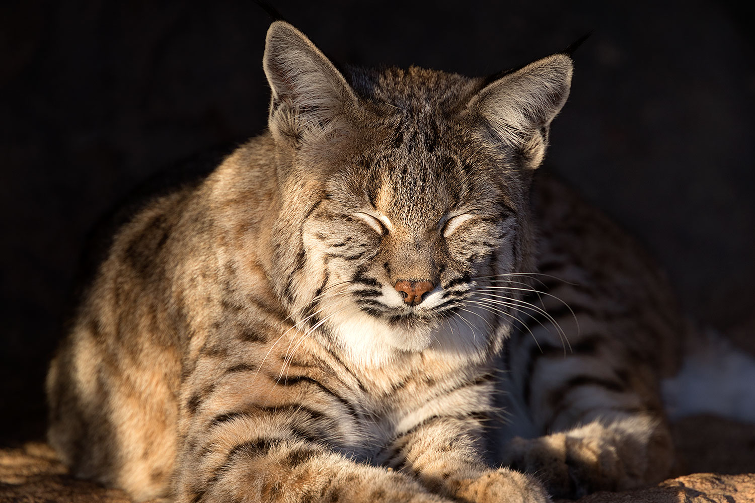 2017-01-04-musem-bobcat-1x2_3190