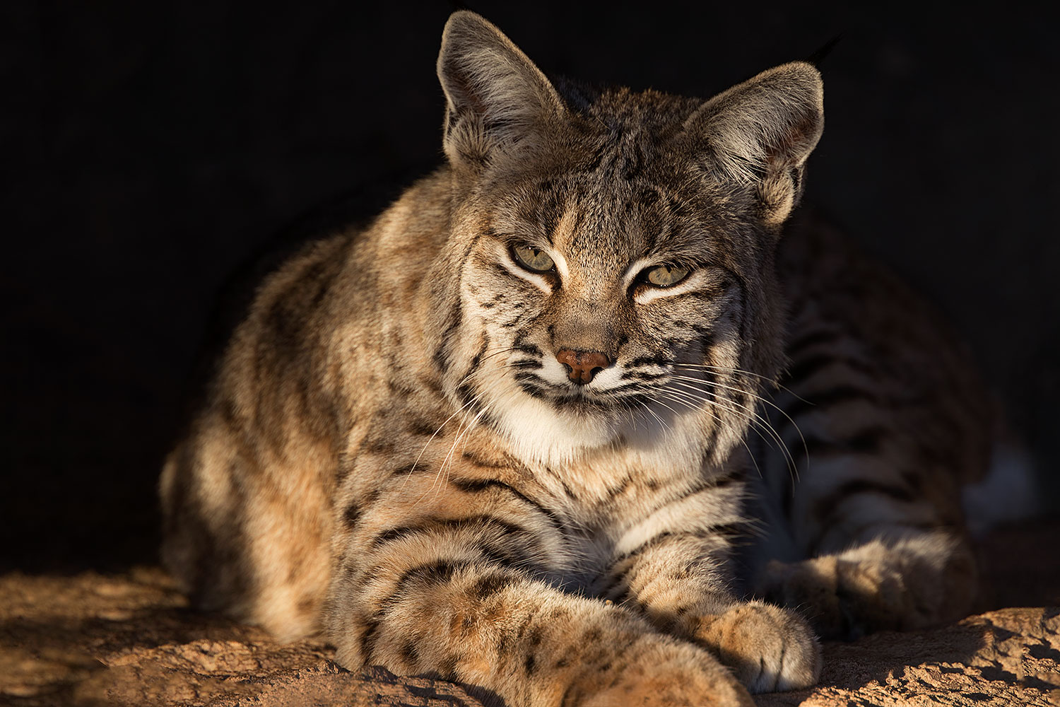 2017-01-04-musem-bobcat-70-1x2_3178