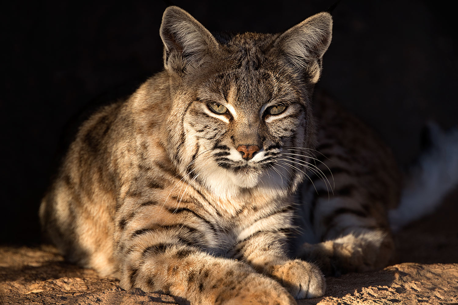 2017-01-04-musem-bobcat-70-1x2_3188