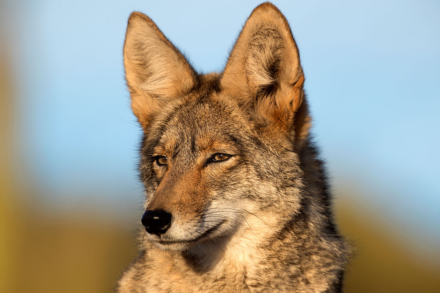 2017-01-04-museum-coyotes-1x2_3241