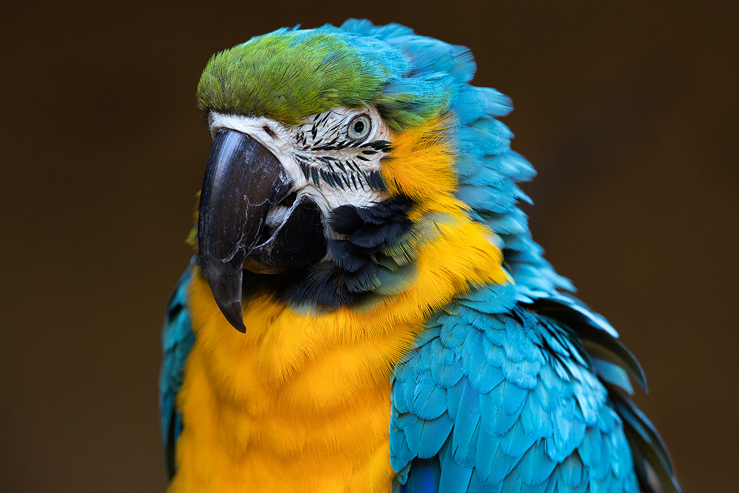 2017-01-05-tuc-zoo-gold-macaw-1x2_3315