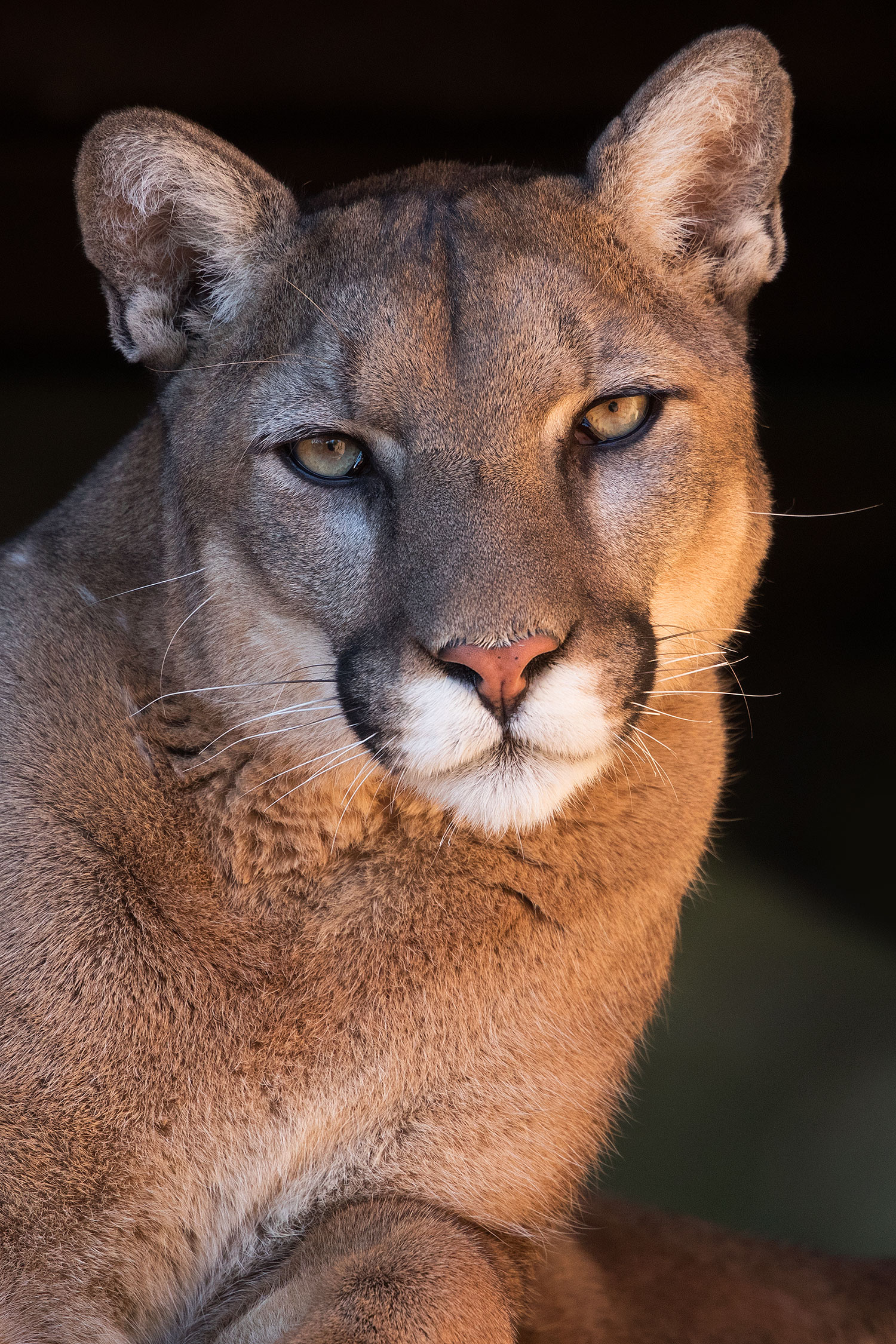 2017-01-07-desert-puma-1x2_8173v