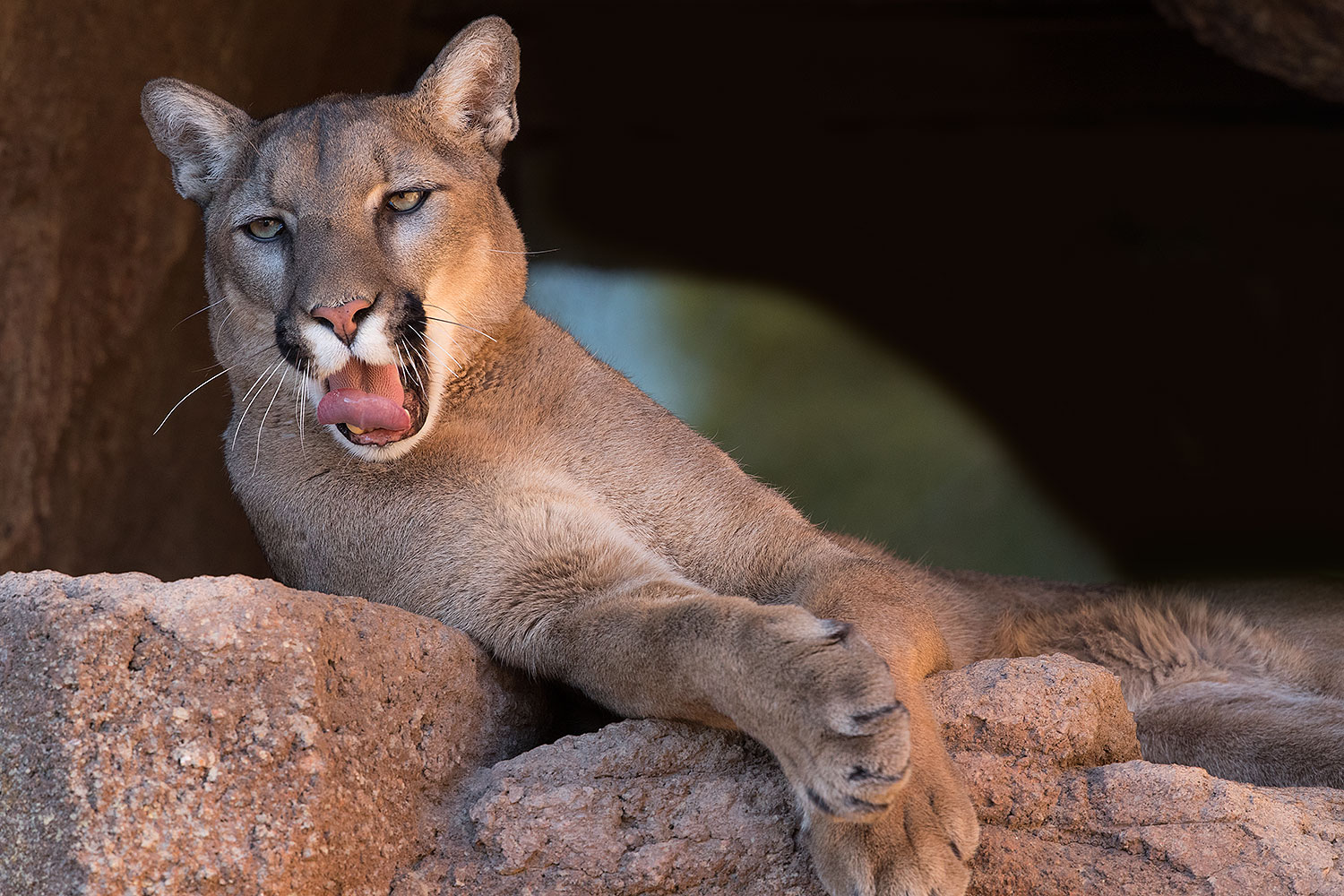 2017-01-07-desert-puma-1x2_8284