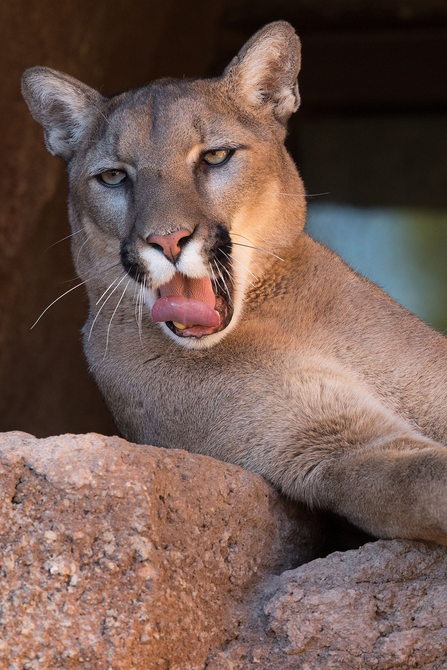 2017-01-07-desert-puma-1x2_8284v