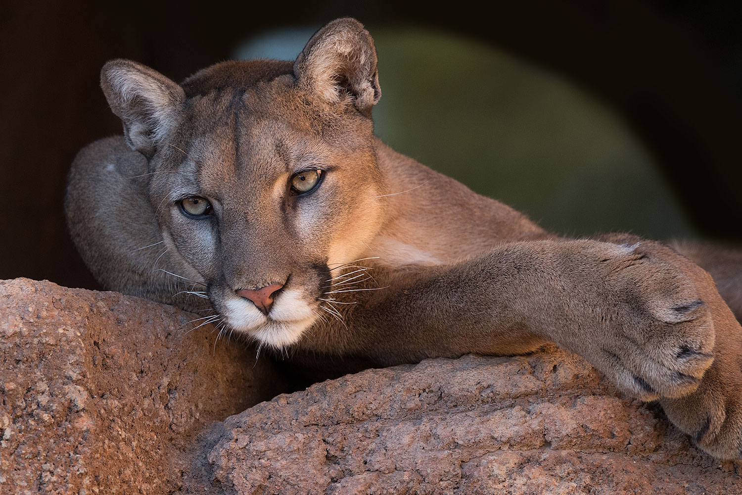 2017-01-07-desert-puma-1x2_8384