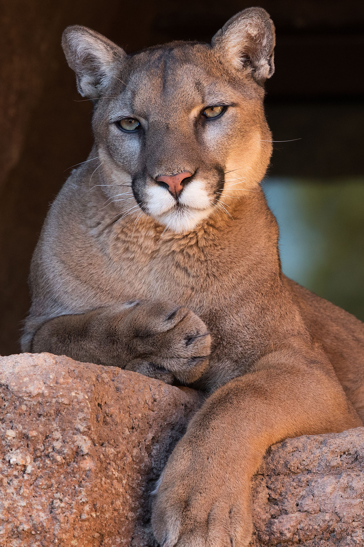 2017-01-07-desert-puma-1x2_8450v