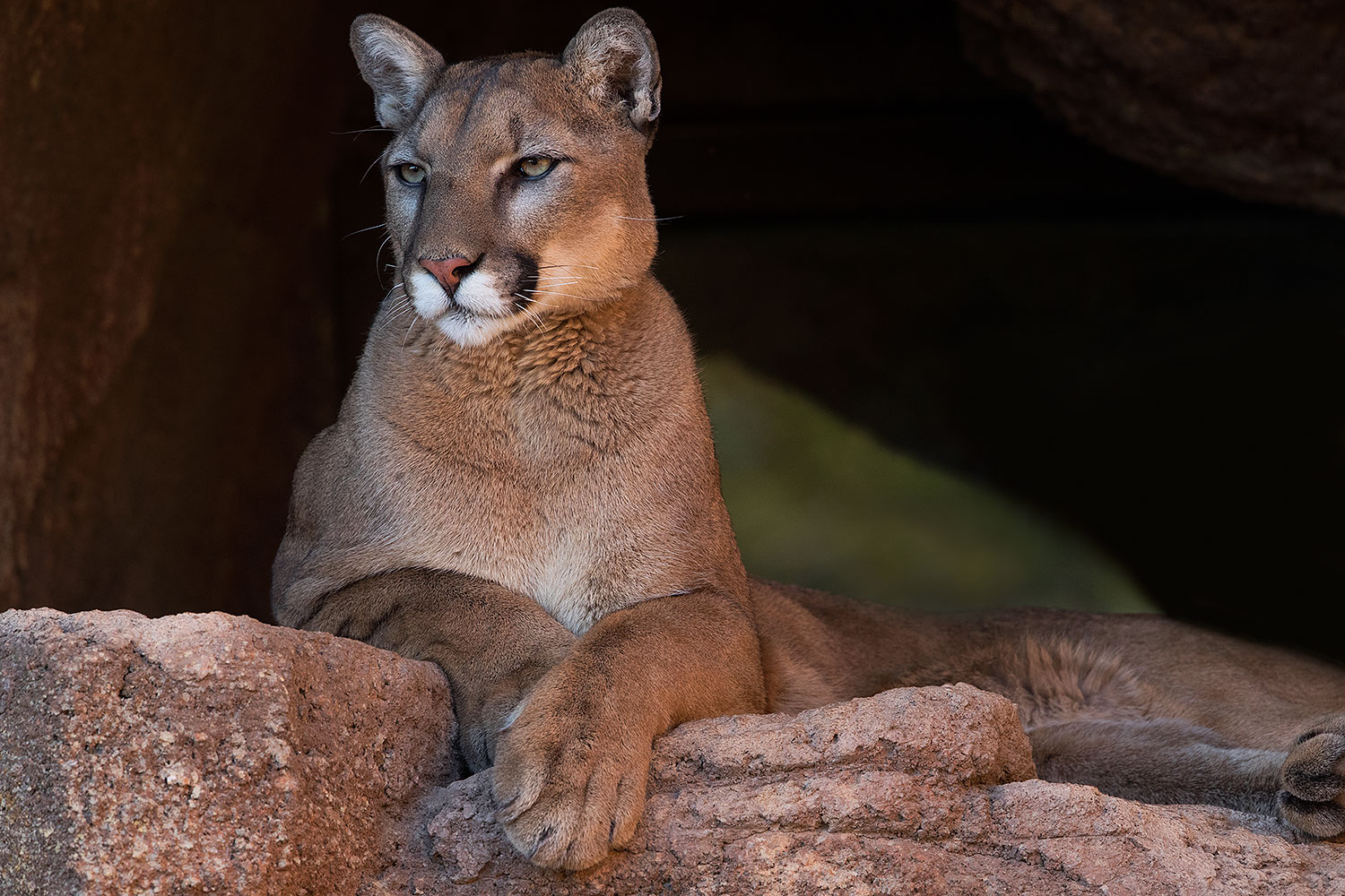 2017-01-07-desert-puma-1x2_8730