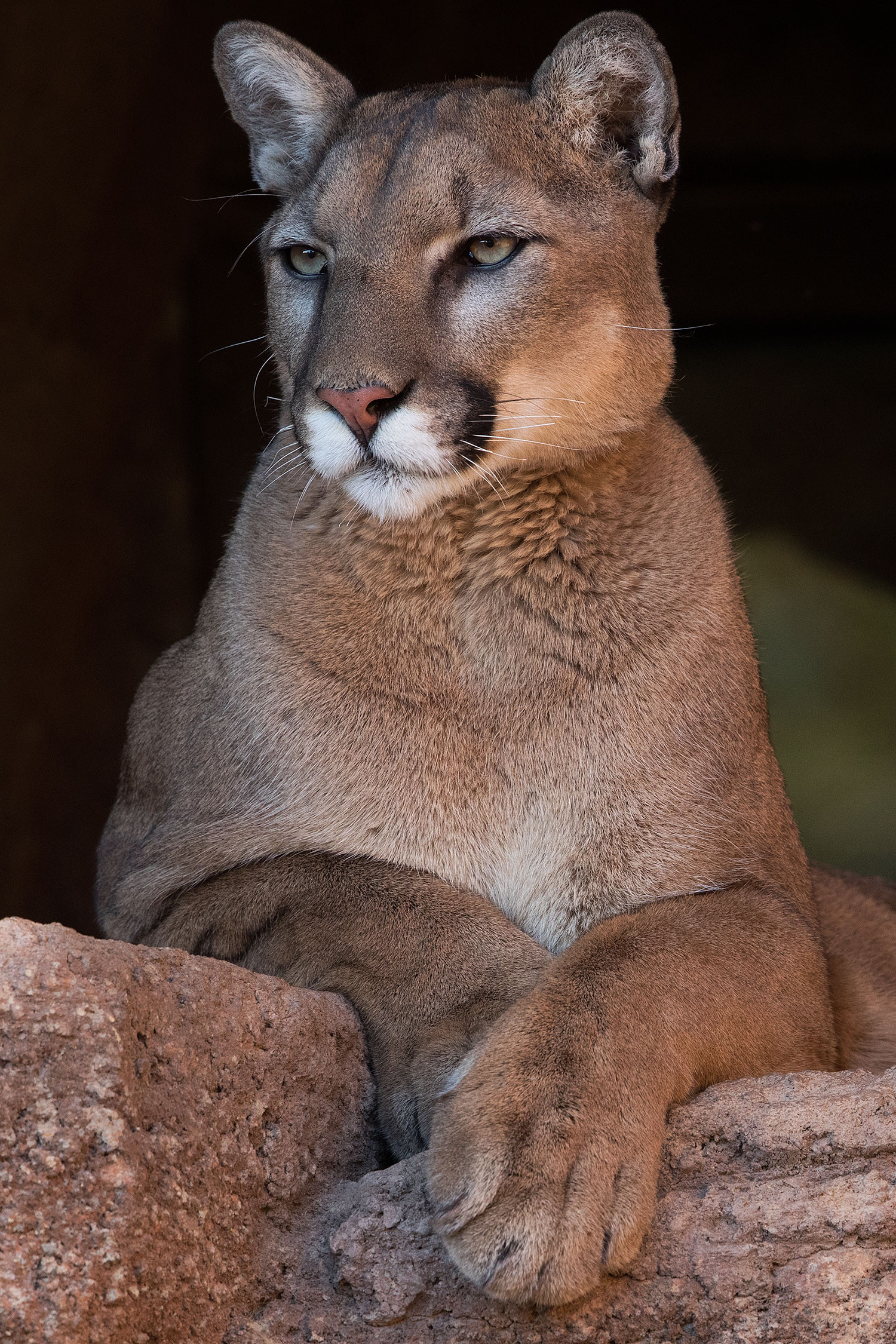 2017-01-07-desert-puma-1x2_8730v