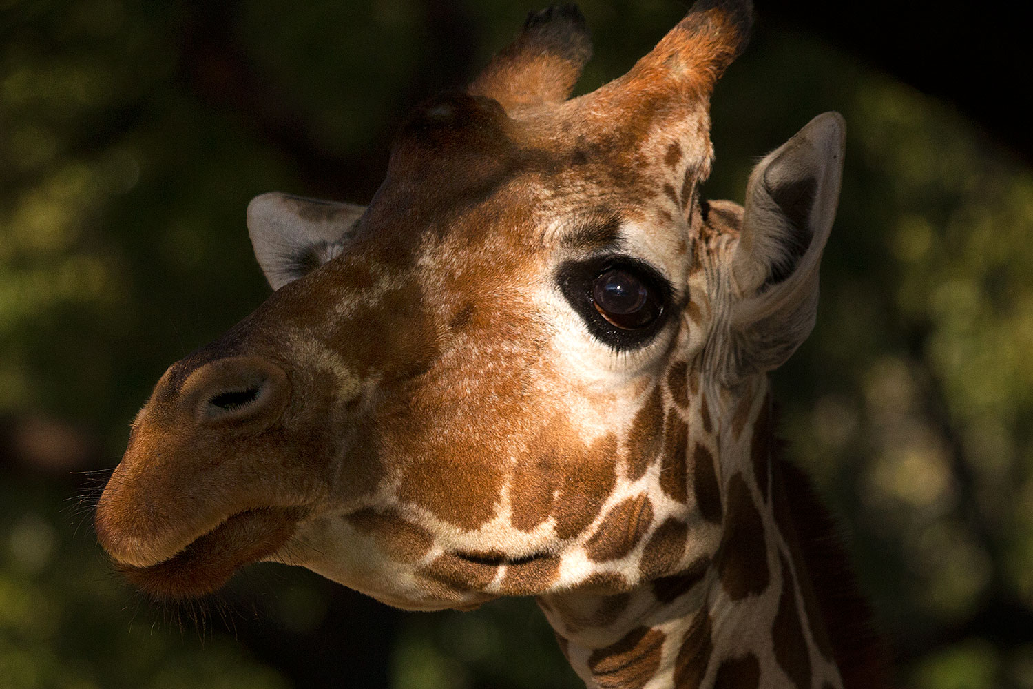 2017-01-08-reid-giraffe-1x_34405