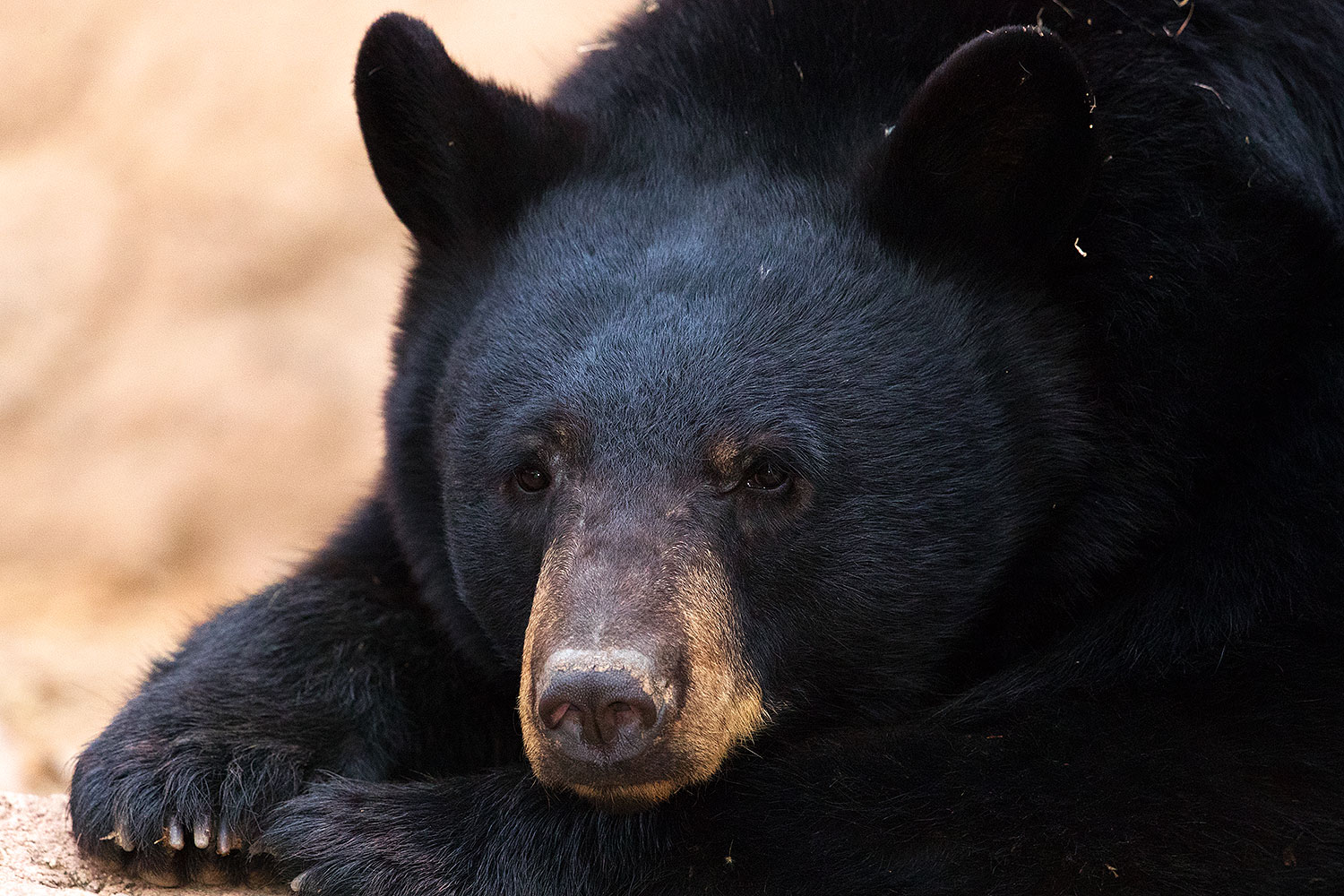 2017-01-09-museum-bear-1x2_12556