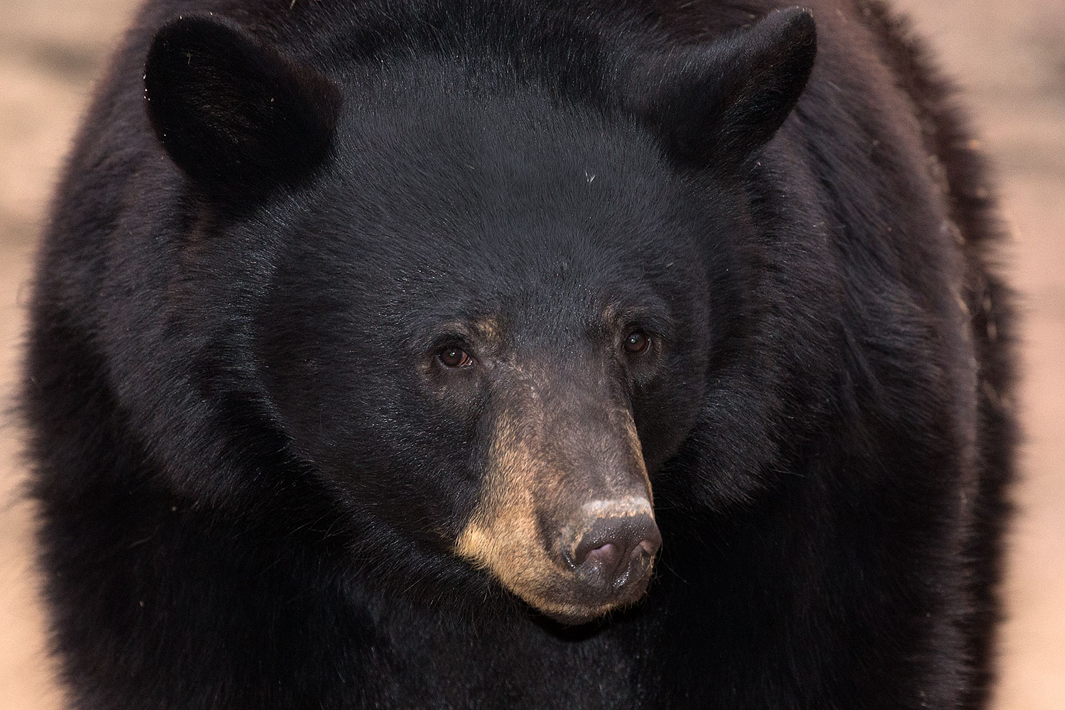 2017-01-09-museum-bear-1x_34559m